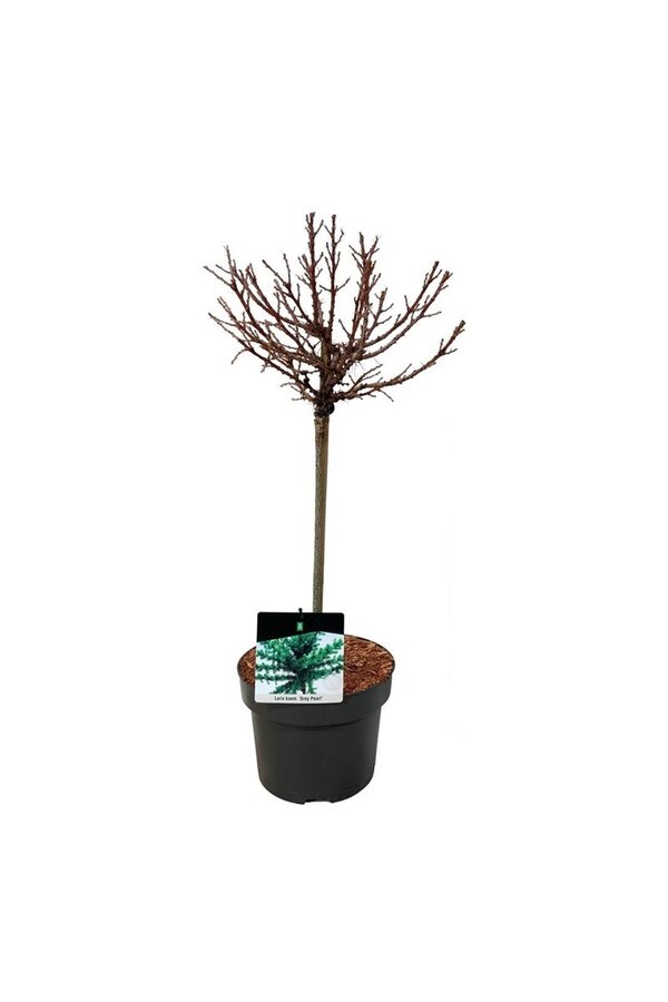 Larix Grau Perle