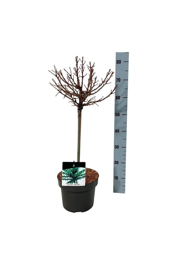 Larix Grau Perle