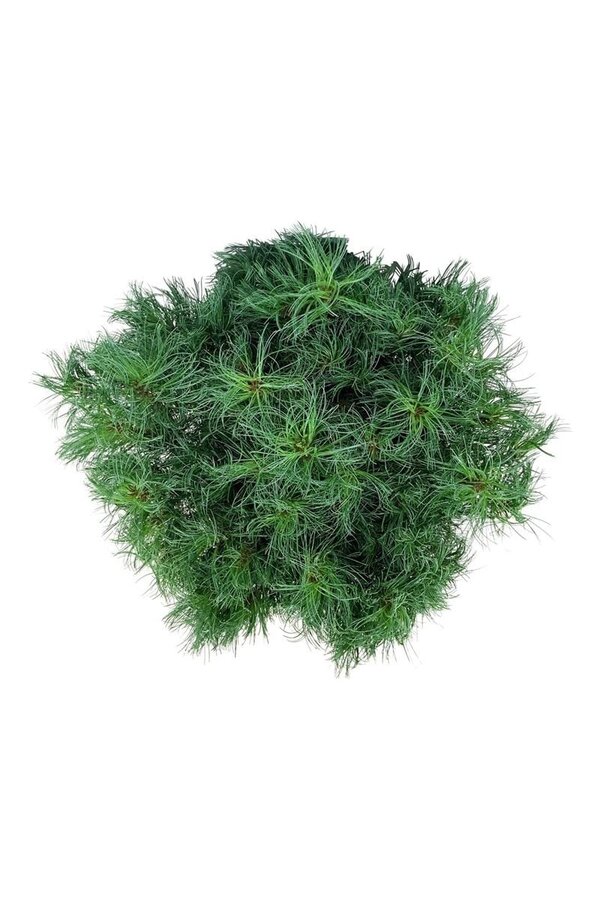 Kiefer Pinus strobus Tiny Kurls