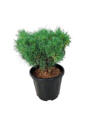 Kiefer Pinus strobus Tiny Kurls