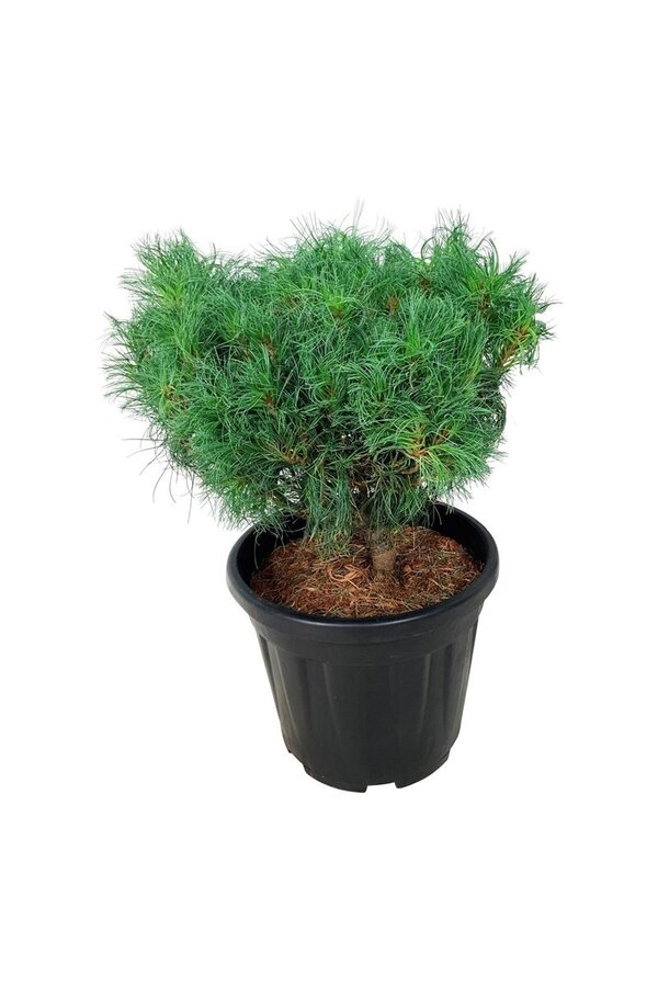Kiefer Pinus strobus Tiny Kurls
