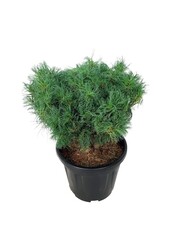 Kiefer Pinus strobus Tiny Kurls