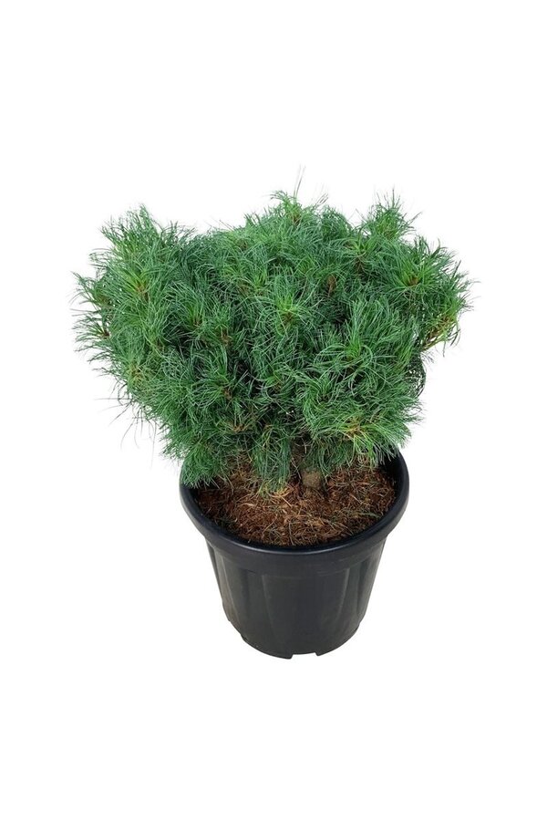 Kiefer Pinus strobus Tiny Kurls