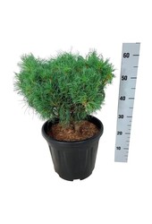 Kiefer Pinus strobus Tiny Kurls