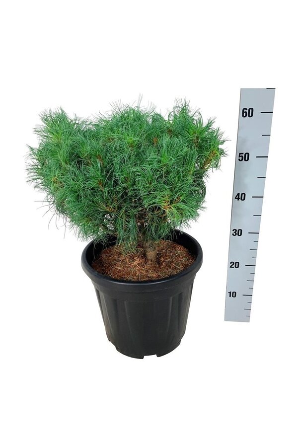 Kiefer Pinus strobus Tiny Kurls