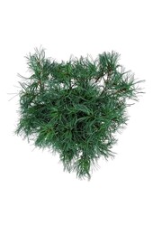 Kiefer Pinus strobus Tiny Kurls