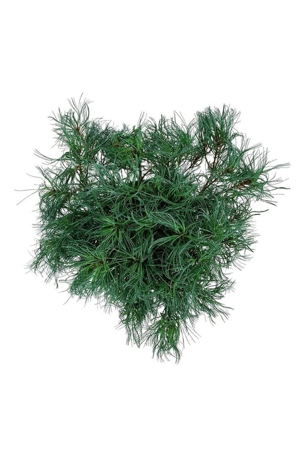 Kiefer Pinus strobus Tiny Kurls