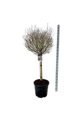 Flieder Syringa meyeri Palibin