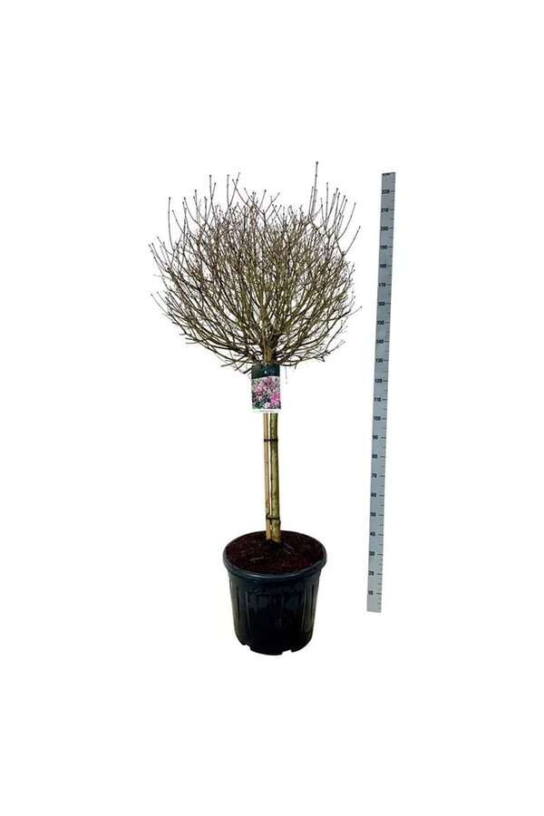 Flieder Syringa meyeri Palibin
