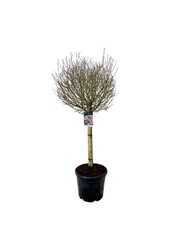 Flieder Syringa meyeri Palibin