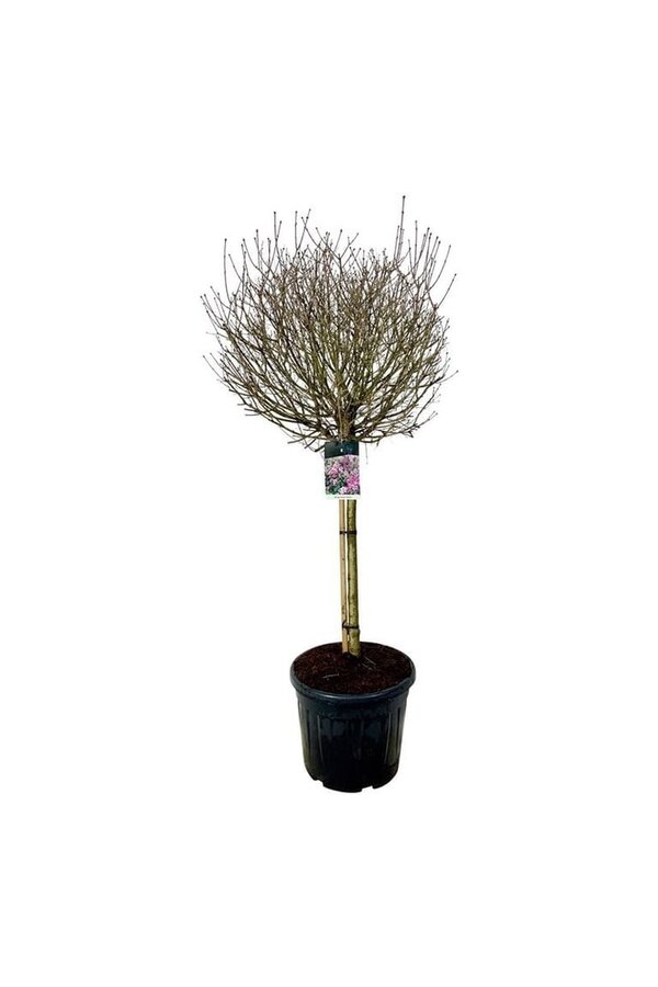 Flieder Syringa meyeri Palibin