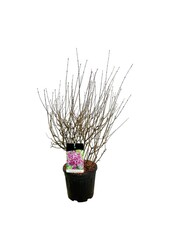 Flieder Syringa BLOOMERANG® Dunkelviolett