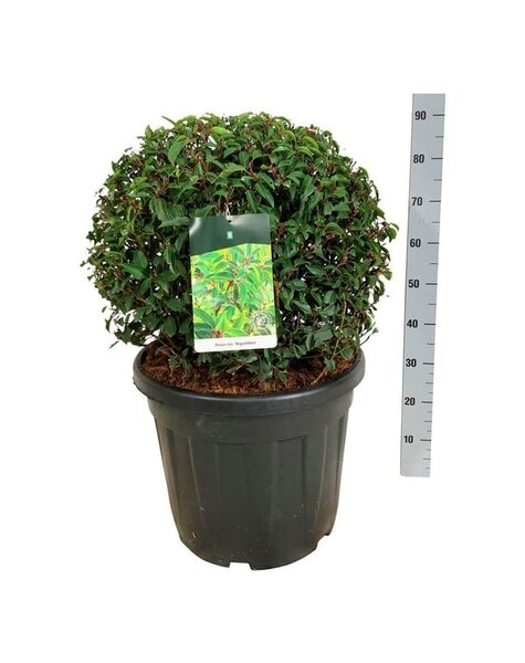 Prunus