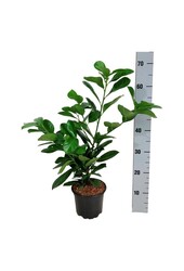 Portugiesischer Lorbeer Prunus Etna