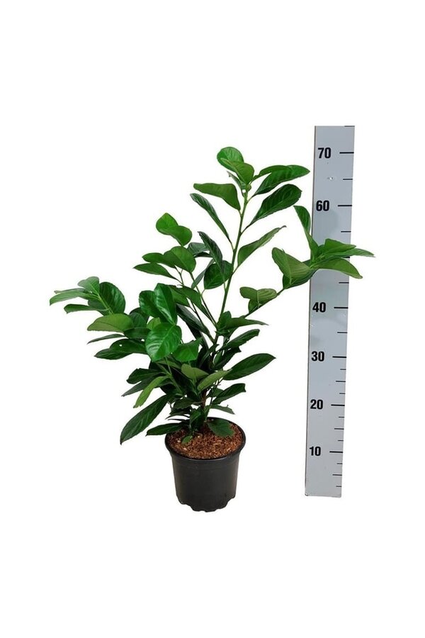 Portugiesischer Lorbeer Prunus Etna