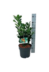 Portugiesischer Lorbeer Prunus Bonaparte PBR