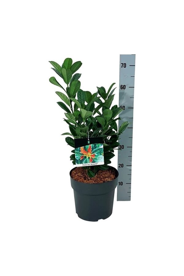 Portugiesischer Lorbeer Prunus Bonaparte PBR