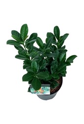 Portugiesischer Lorbeer Prunus Bonaparte PBR