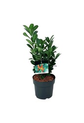Portugiesischer Lorbeer Prunus Bonaparte PBR