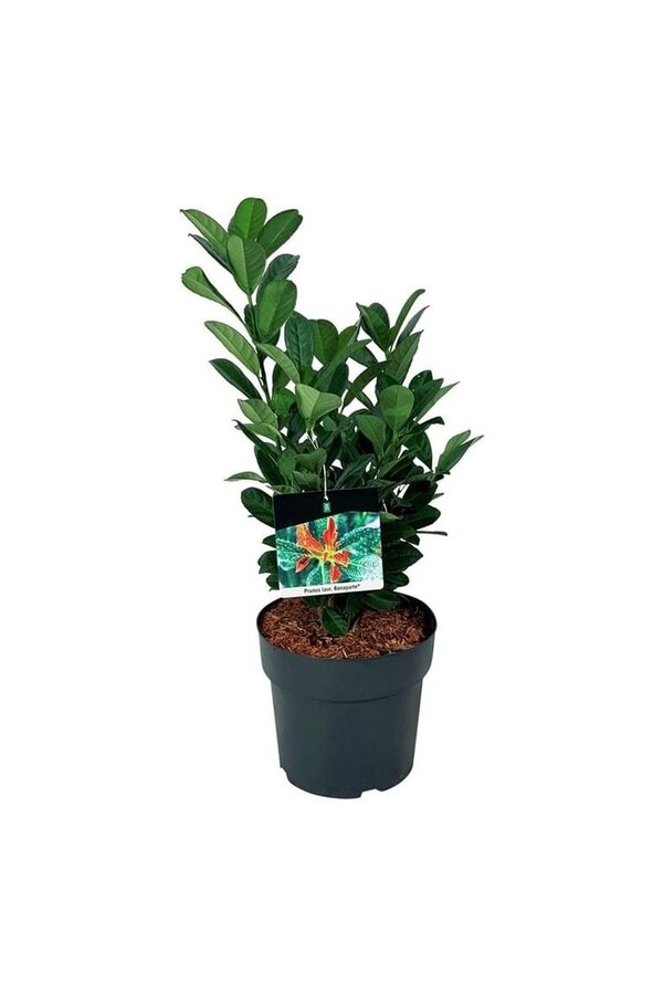 Portugiesischer Lorbeer Prunus Bonaparte PBR
