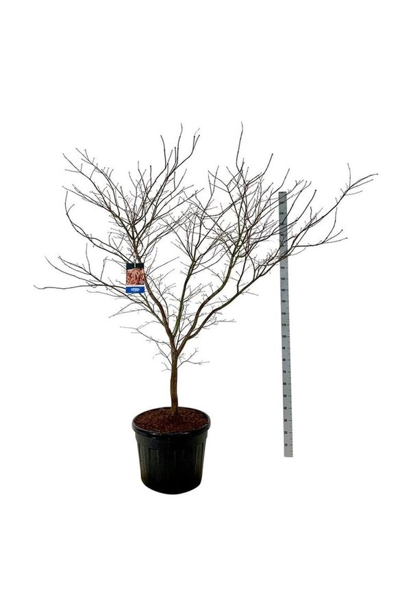 Ahorn Acer North Wind ®