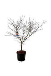 Ahorn Acer North Wind ®