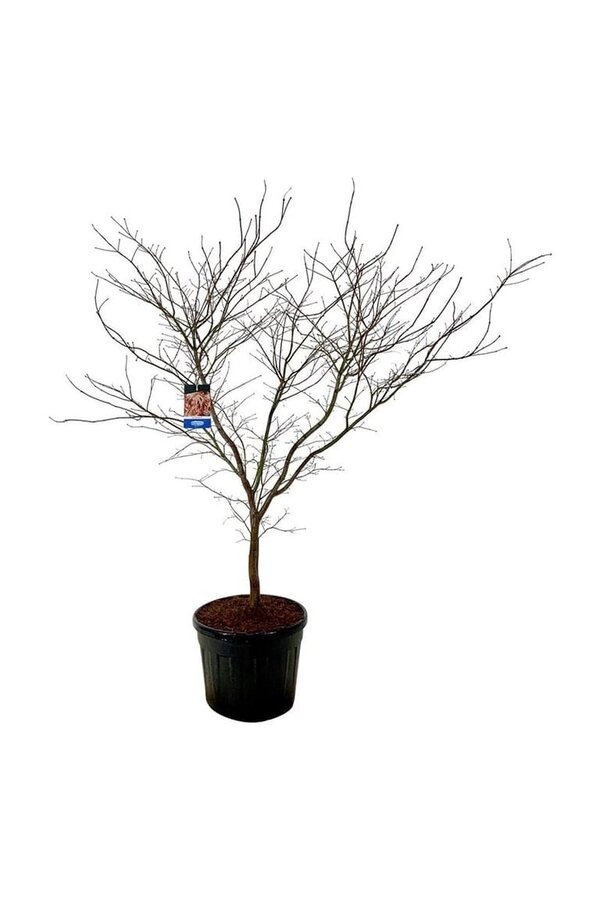 Ahorn Acer North Wind ®