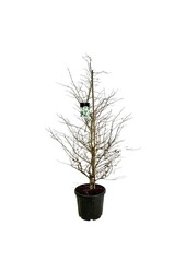 Schneeball Viburnum Kilimandjaro (pbr)