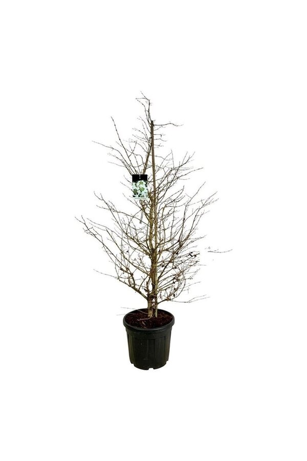 Schneeball Viburnum Kilimandjaro (pbr)