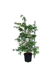Schneeball Viburnum Kilimandjaro (pbr)