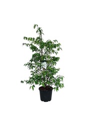 Schneeball Viburnum Kilimandjaro (pbr)