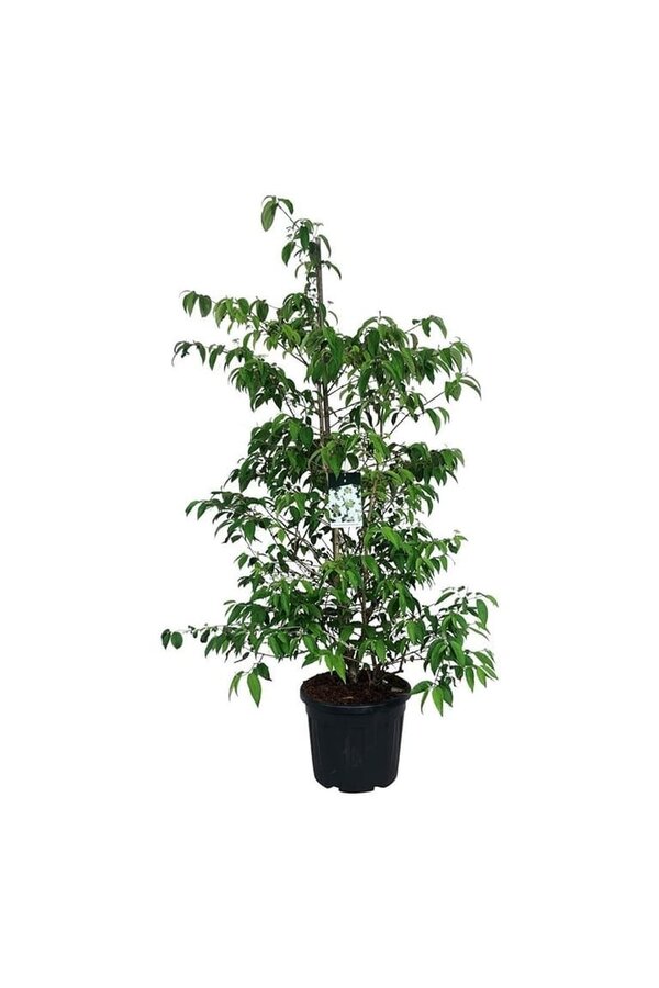 Schneeball Viburnum Kilimandjaro (pbr)