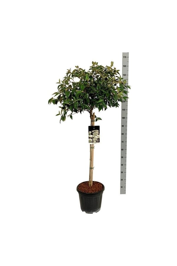 Schneeball Viburnum Eskimo