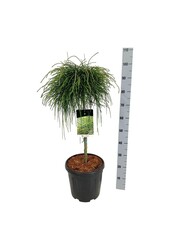 Nadelbaum Thuja Peitschenschnur