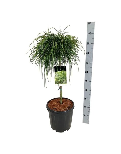 Thuja