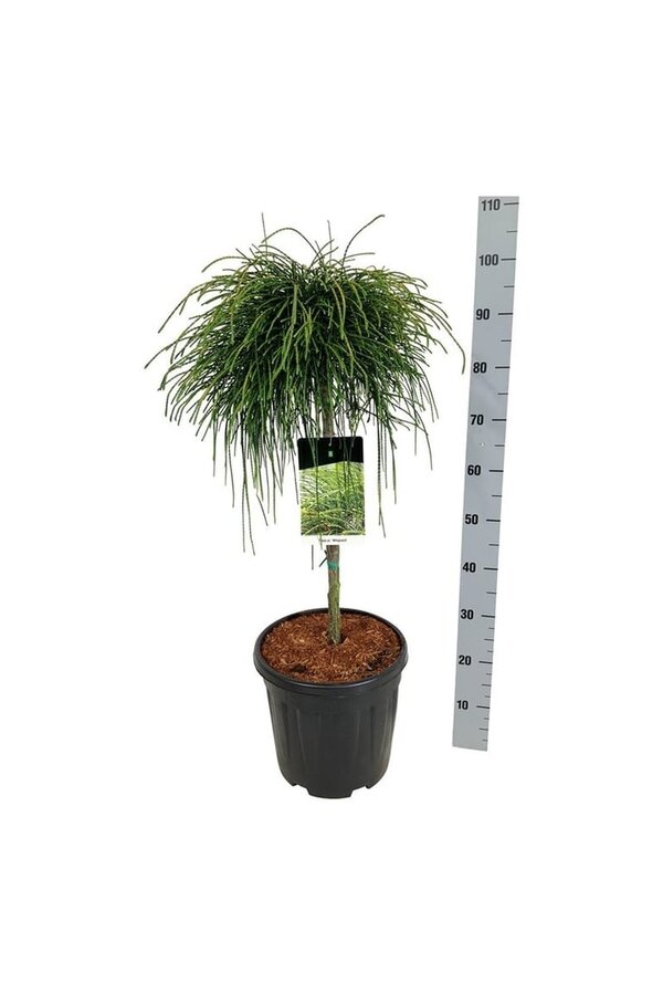 Nadelbaum Thuja Peitschenschnur