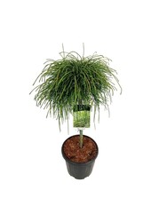 Nadelbaum Thuja Peitschenschnur