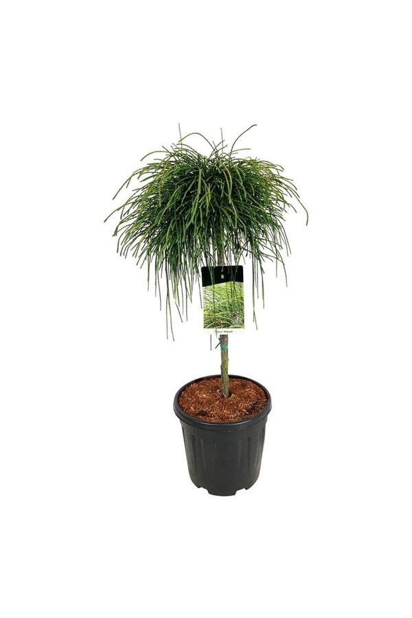 Nadelbaum Thuja Peitschenschnur