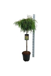 Nadelbaum Thuja Kagers Schönheit