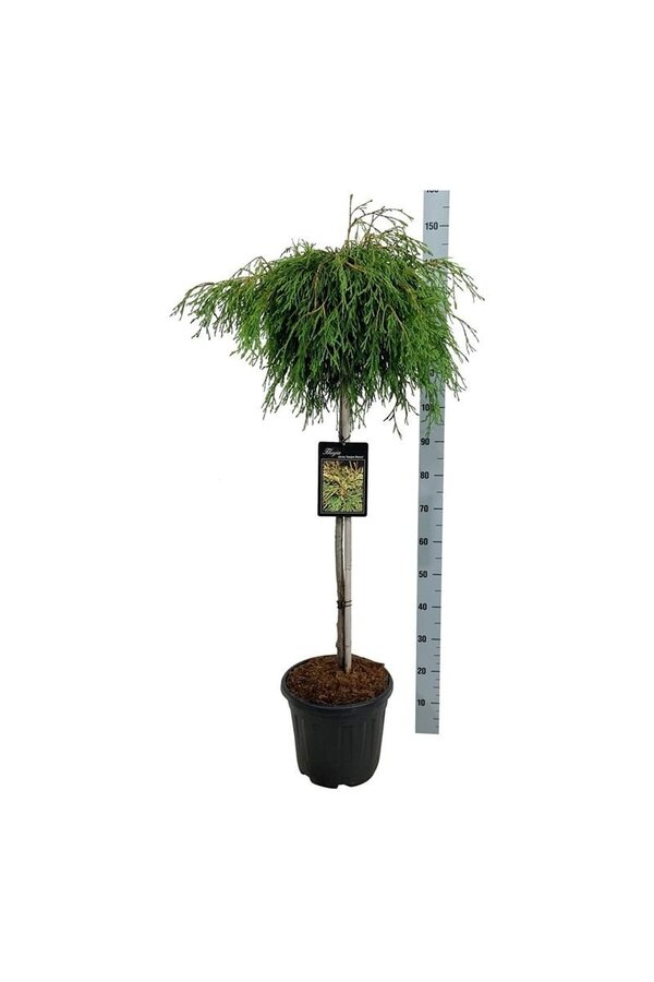 Nadelbaum Thuja Kagers Schönheit