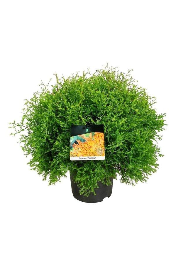 Nadelbaum Thuja Feuerwehrchef