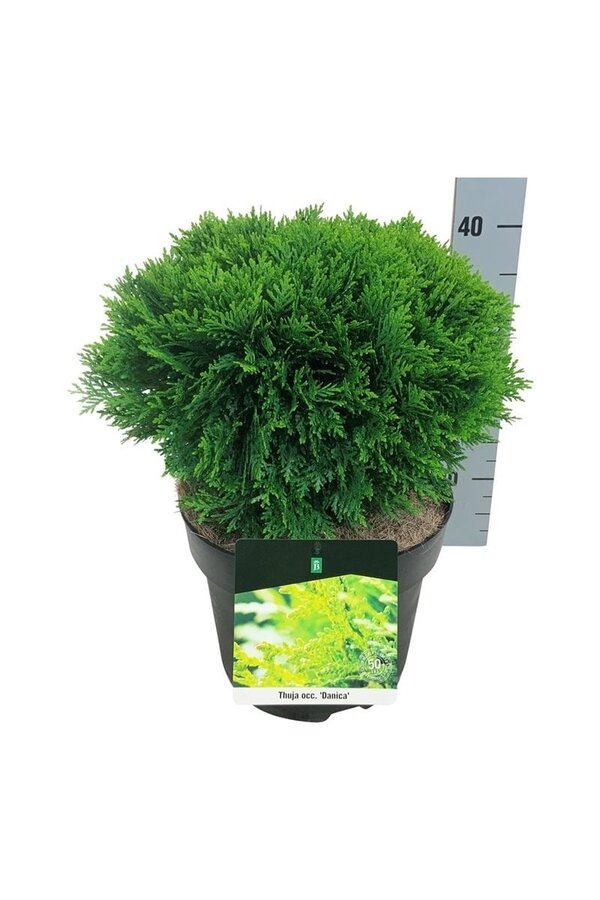 Nadelbaum Thuja Danica