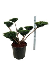 Kiefer Taxus media Farmen