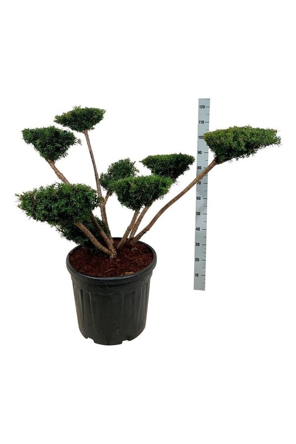 Kiefer Taxus media Farmen