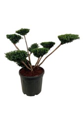Kiefer Taxus media Farmen