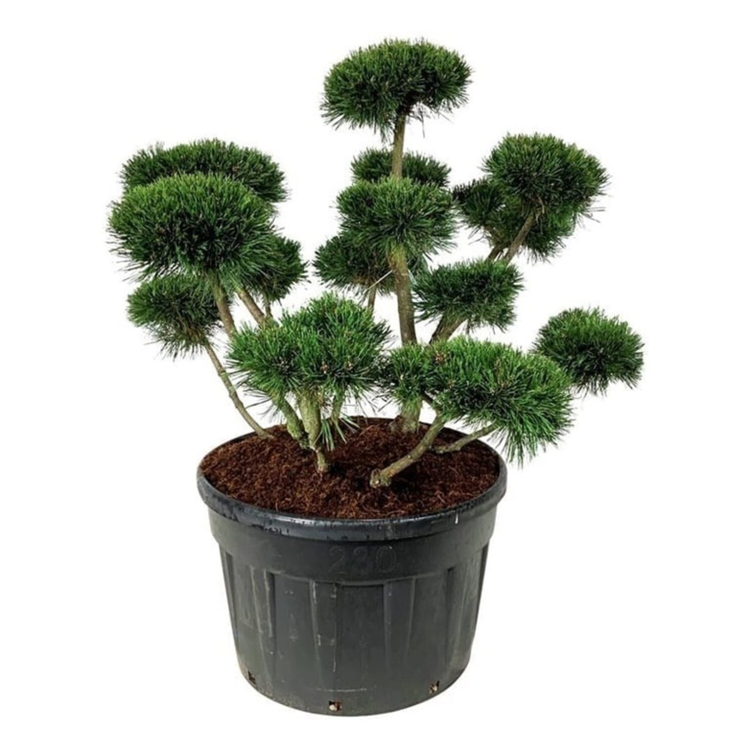 efeutute blüte Efeutute kaufen | Epipremnum main image 0