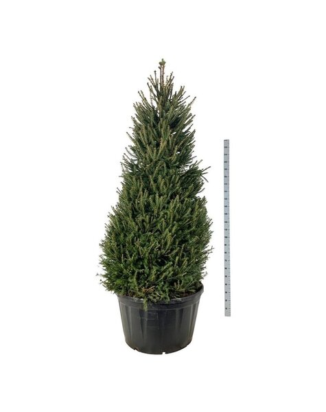 Abies