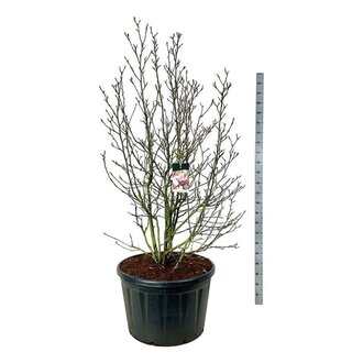 Biberbaum Magnolia soulangeana | Schnelle Lieferung | Fleurdirect -  www.fleurdirect.com