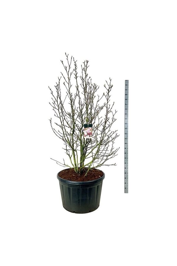 Biberbaum Magnolia soulangeana
