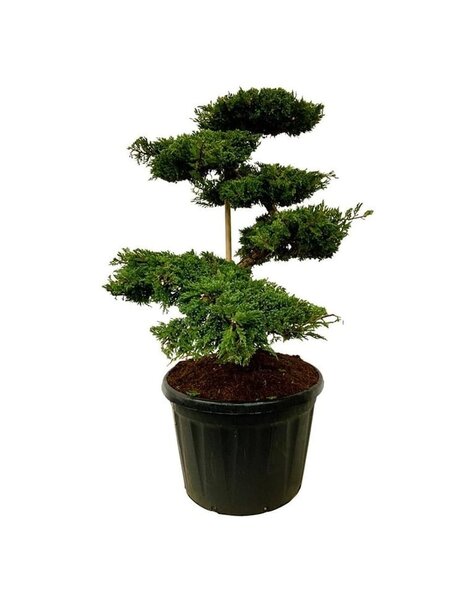 Juniperus